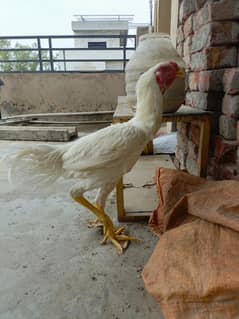 shamo aseel