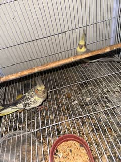 cockatiel