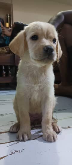 labrador