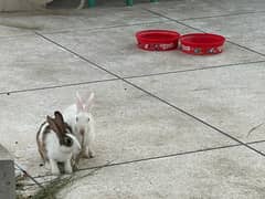 rabbits