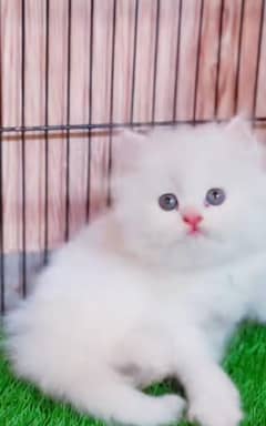 Persian kitten | triple long coated Kittens |  03407399480 WhatsApp