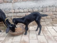 Taddy 1.5 Year Goats and 1 month Goat female baby