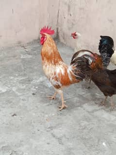 2hens