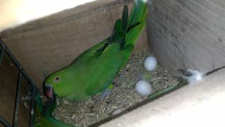 ringneck breeder pair