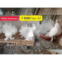White American laky Breeder pair available for sale