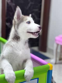 pure breed Siberian Husky pair