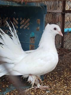 pigeon 
