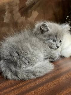 Persian kitten. Triple coated