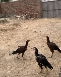 Aseel bird mianwali