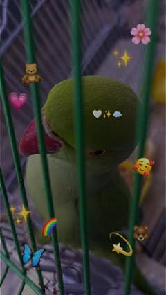 Green neck parrot