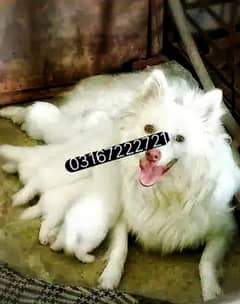 Russian Puppy