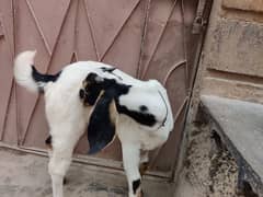 bakra for sale