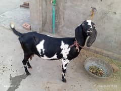 Dogli bakri