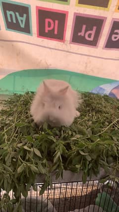 Teddybear