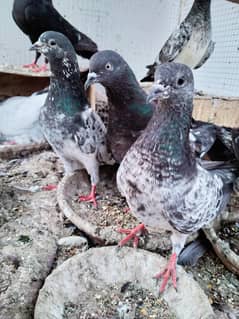High flyer pigeon Kalsary, Teddy, Ferozpori,Kasni,Ambasary,Sherazi.