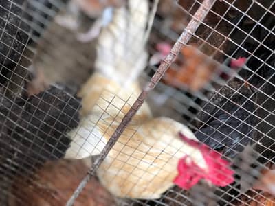 12 x hens and 1 x roster Rs 1500 per PCs