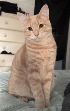 domestic short hair cream cat