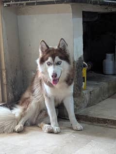 Husky