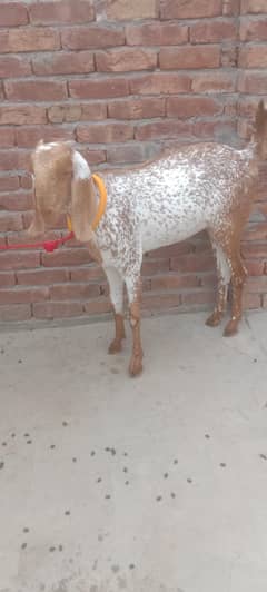 makkhi chini rajanpuri fresh 2 dant gabban