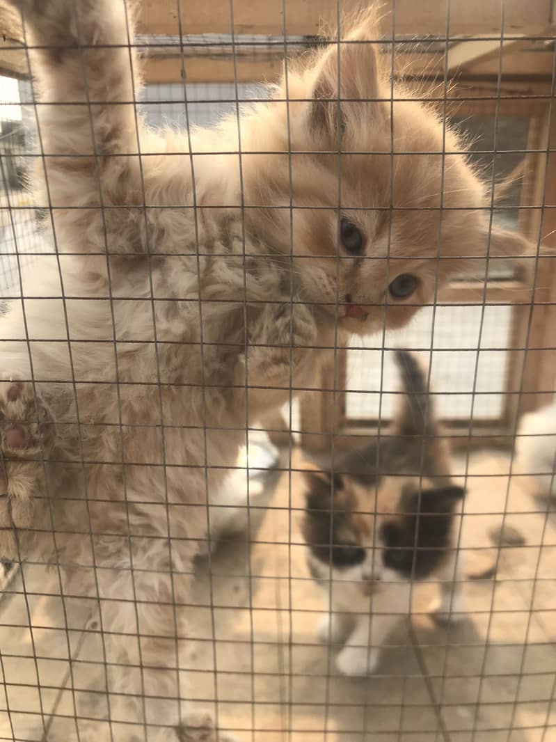 (cash on delivery) persian kittens eye cat triple coated punch 4