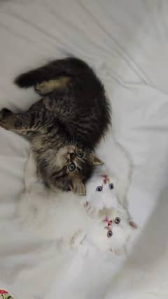 kittins