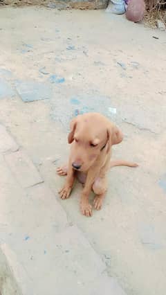 Labrador Female puppy
