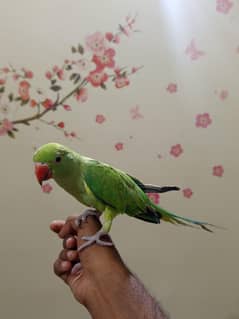 Handtamed ringneck parrot pattha for talking purpose