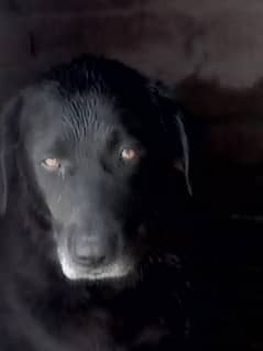 Labrador Female breader