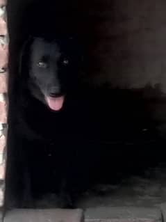 Labrador Female breader