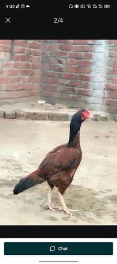 aseel