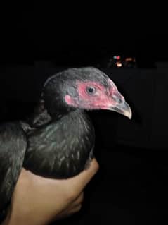lasani aseel for sale watsapp no 0370-053-9168