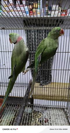 pair of  Kashmiri Raw parrots