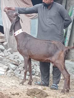 Nagra Gabn bakri sale