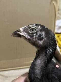 For