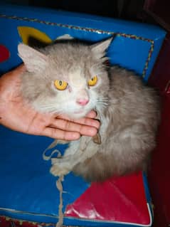 ghr ki cat hai time na deny ki waja sy sale kr Ra Hun