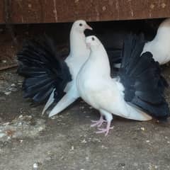 Black tail forsil