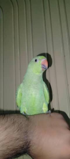 handtim ha Thora SA bolta ha kbi kbi  video b mil  jay ge sirf parrot