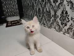 Kitten proper double coat semi punch