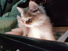 Kitten