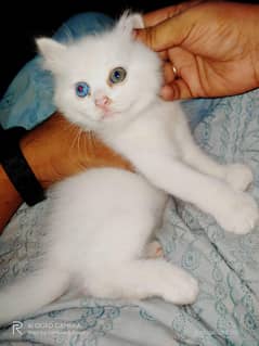 Persian