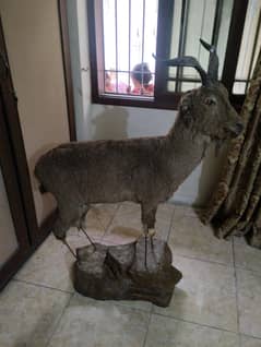 ibex pics