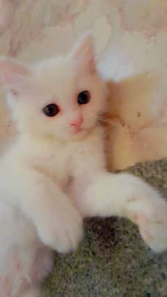 Persian