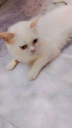 Persian cat for sale