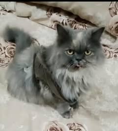 tripal coat  female cat