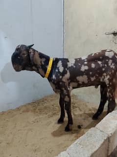 pure tota puri Bakra 7 month vip jhalar