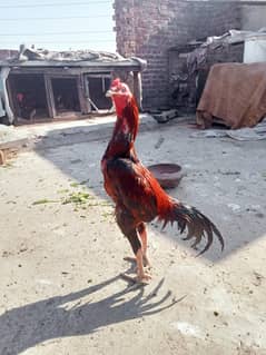 Aseel Lakha Murga
