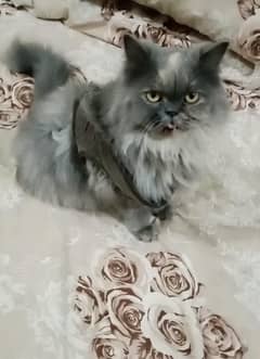 female persion cat