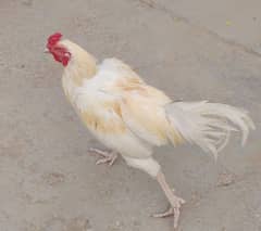 Aseel