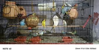 Australian parrot  breeder pair ( exchange possible any love birds)