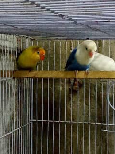 love bird pair